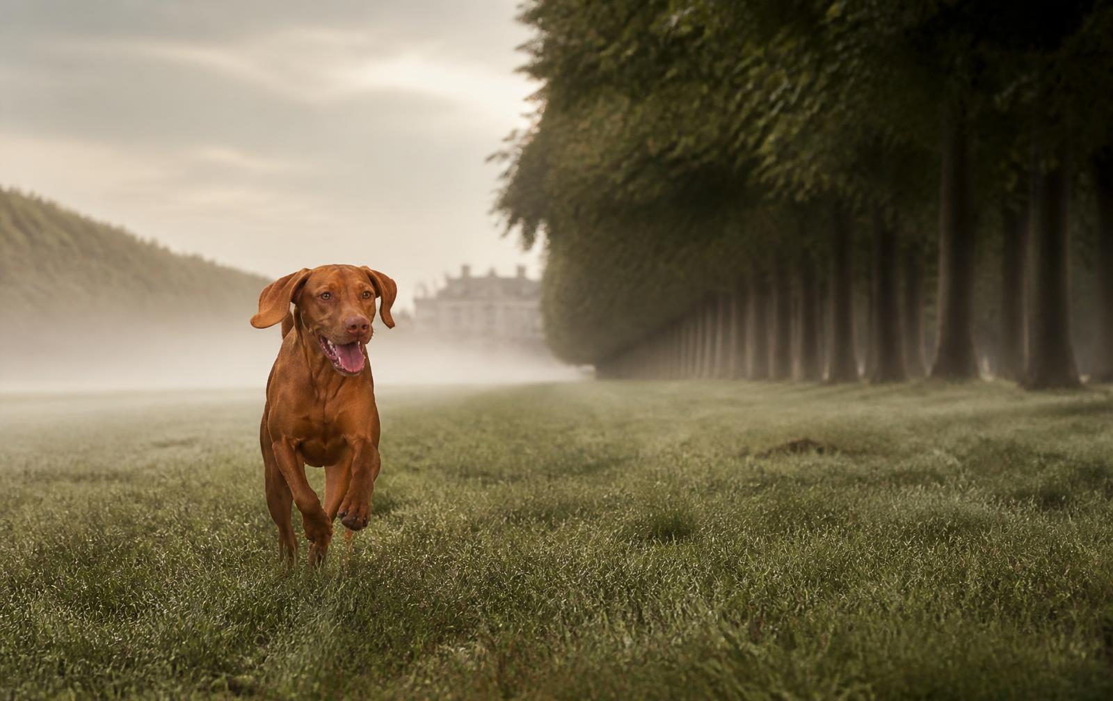 Vizsla running through misty estate parkland at dawn beside an avenue of trees